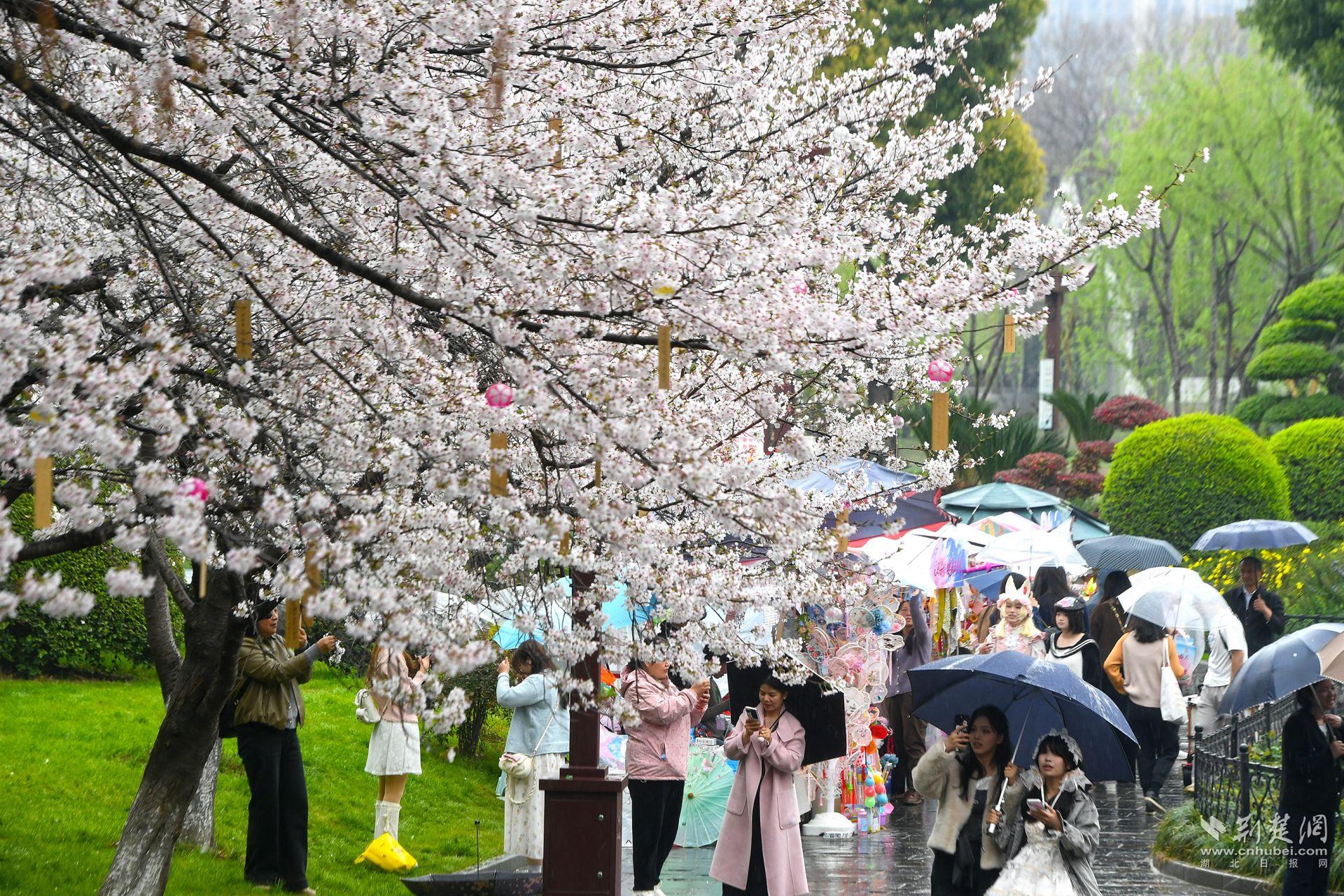 市民在堤角公園雨中賞櫻，1300余株櫻花按花期分為早、中、晚三期，紅粉白綠四色交織，花期可持續(xù)至四月上旬，游客總能找到心頭好.j