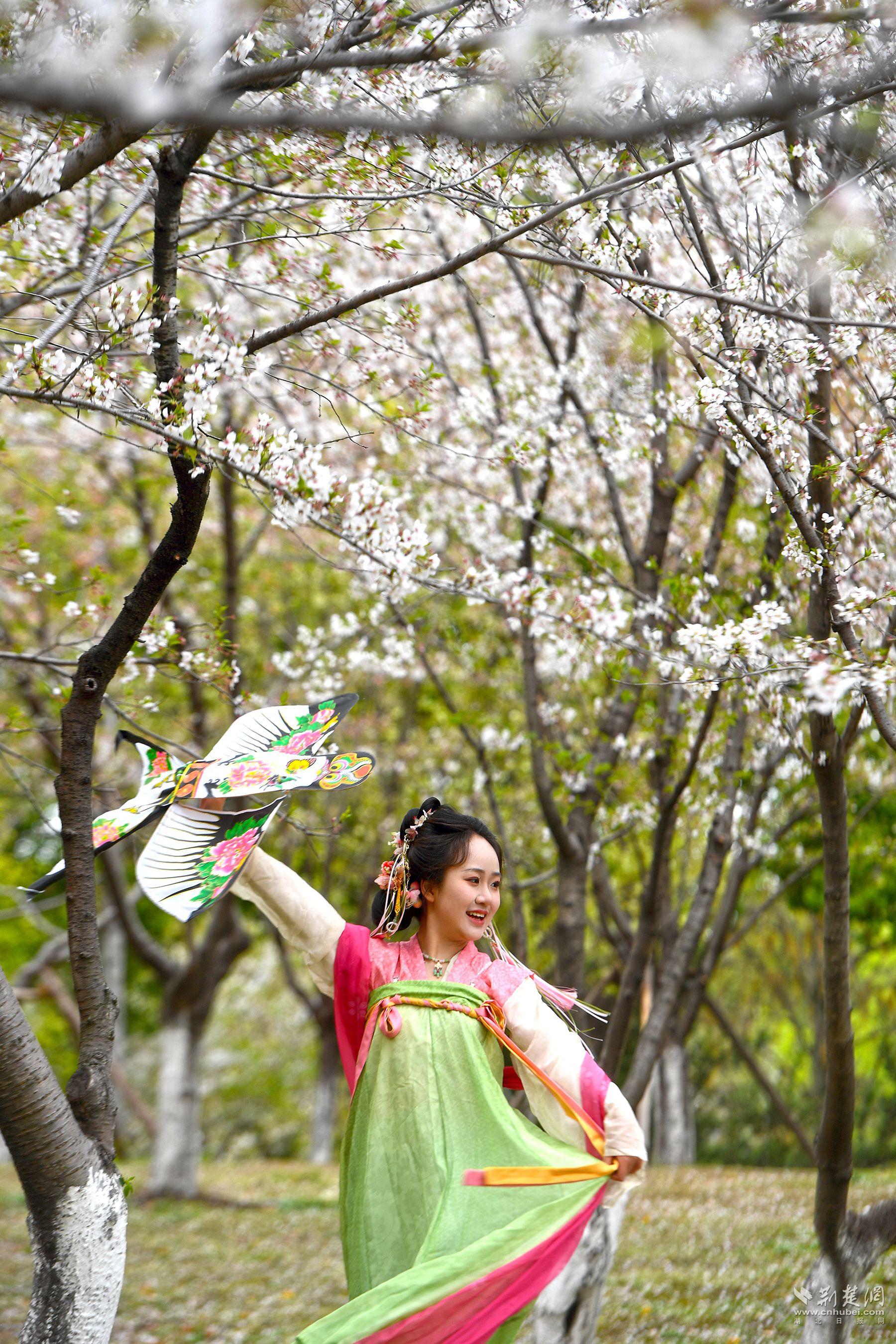 堤角公園園內(nèi)不少身著漢服、帶齊拍攝裝備的博主前來(lái)打卡拍照，將賞花美圖發(fā)布在社交平臺(tái)上，帶火“賞櫻”熱度-2.jpg.jpg